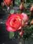 Preview: Rosa Leo Ferre